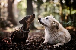 Die Räuberhunde - Hundeschule | Verhaltensberatung Photo