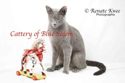 Russisch Blau Rassekatzen "Cattery of Blue Salem" Photo
