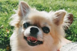 KlaudiasTiersitting für Chihuahua, Zwergspitz usw. - Hundebetreuung Tag & Nacht (Huta/ Hundehotel/ Hundepension für kleine sanfte Hunde - geprüft & zu Photo