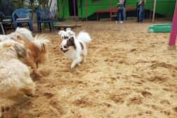 Dogs Place - Die Betreuung speziell für kleine Hunde in Köln