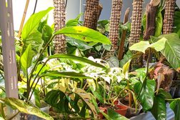 We love Aroids - rare tropical plants Photo