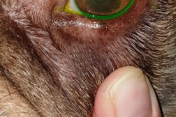 Dr. S. Hertslet / Dr. C. Denninger Tierärzte für Augenheilkunde in Bonn