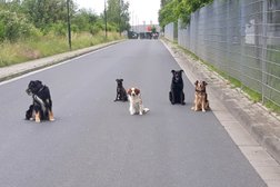 Hundetalente in Düsseldorf
