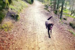Hundbedingt-Trainieren.de Photo