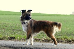 Hundetraining Dortmund Photo