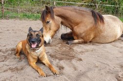 Land-Training für Mensch und Hund Photo