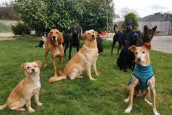 Hundetagesstätte Familienhund Photo