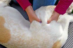 Hundephysiotherapie - Lucky Reha Dogs Photo