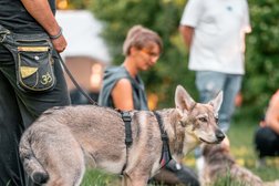 BESSER MIT HUND - kompetente & individuelle Hundeschule in München Ost in München