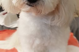 Julchens Hundesalon Photo