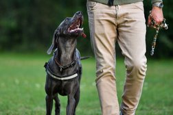 Advo - Canis Hundeschule / Tierpsychologie Photo