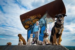 Follow me Coaching - Hundeschule und Online Hundecoaching in Gelsenkirchen