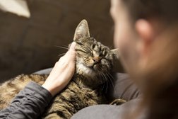 Katzenbetreuung Schmusetiger - Liebevoller und professioneller Katzensitter München in München