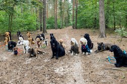 Cookie & Friends Berlin | Dog Walking & Dog Training Photo