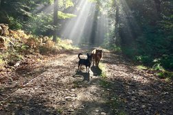 hundsmunter - Hundebetreuung Photo