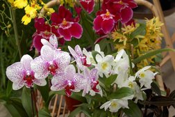 Orchideen Rehbein Photo